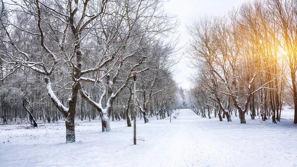 stock image Snow-covered trees in the city park