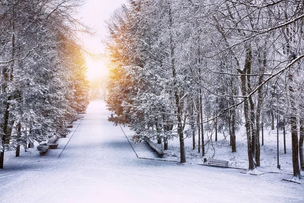 karla kaplı ağaçlar Şehir Parkı