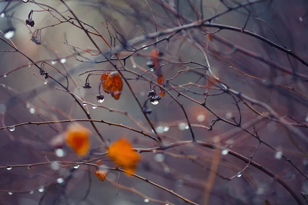 Абстрактный и размытый фон с ветвями и капельками дождя — стоковое фото