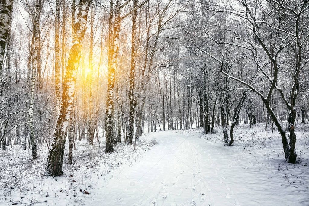 Snow-covered trees in the city park