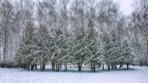 Arbres de Noël couverts de neige dans le parc de la ville — Photo