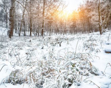 Karla kaplı çim şehir parkı