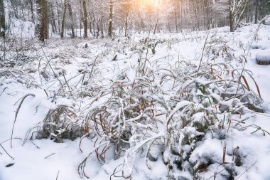 Karla kaplı çim şehir parkı