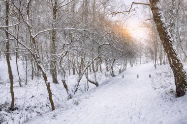 karla kaplı ağaçlar Şehir Parkı
