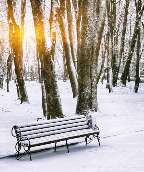 Park bench and trees covered by heavy snow