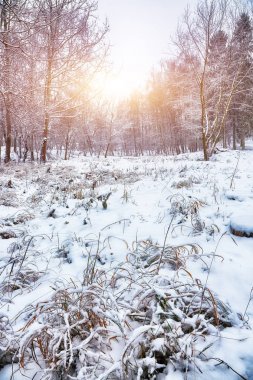 Karla kaplı çim şehir parkı