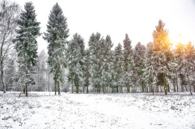 Noel ağaçları şehir parkı kar ile kaplı