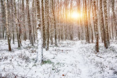 Günbatımı huş Grove