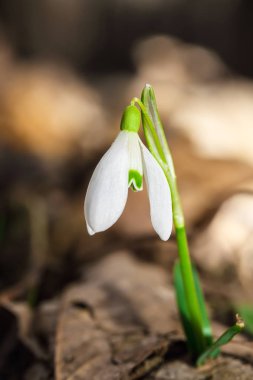 Güneşli bir günde açan ilkbahar kardelen çiçekleri..