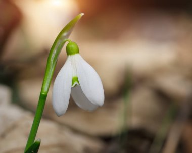 Güneşli bir günde açan ilkbahar kardelen çiçekleri..