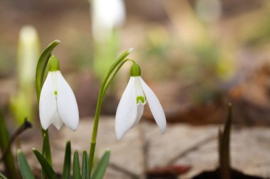 Güneşli bir günde açan ilkbahar kardelen çiçekleri.