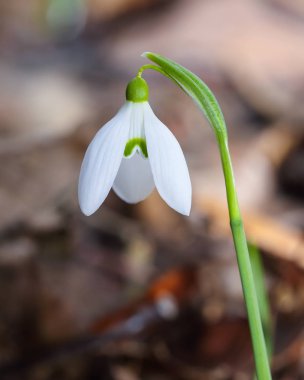 Güneşli bir günde açan ilkbahar kardelen çiçekleri.