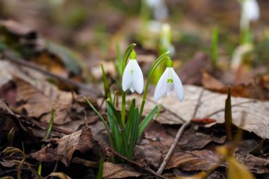 Güneşli bir günde açan ilkbahar kardelen çiçekleri.