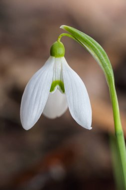 Güneşli bir günde açan ilkbahar kardelen çiçekleri.