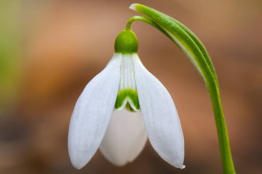 Güneşli bir günde açan ilkbahar kardelen çiçekleri.
