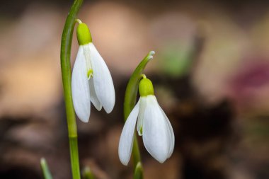 Güneşli bir günde açan ilkbahar kardelen çiçekleri.