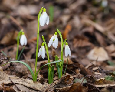 Güneşli bir günde açan ilkbahar kardelen çiçekleri.