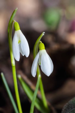 Güneşli bir günde açan ilkbahar kardelen çiçekleri.