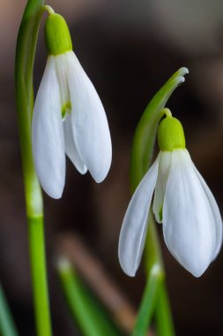 Güneşli bir günde açan ilkbahar kardelen çiçekleri.