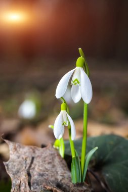 Güneşli bir günde açan ilkbahar kardelen çiçekleri.