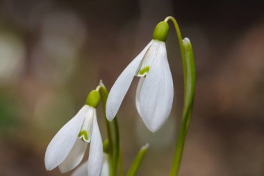 Güneşli bir günde açan ilkbahar kardelen çiçekleri.