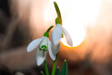 Güneşli bir günde açan ilkbahar kardelen çiçekleri.