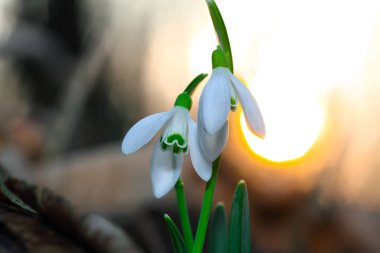 Güneşli bir günde açan ilkbahar kardelen çiçekleri.