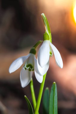 Güneşli bir günde açan ilkbahar kardelen çiçekleri.