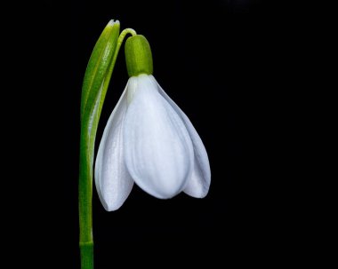 Güneşli bir günde açan ilkbahar kardelen çiçekleri.
