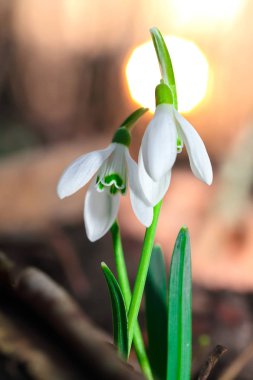 Güneşli bir günde açan ilkbahar kardelen çiçekleri.