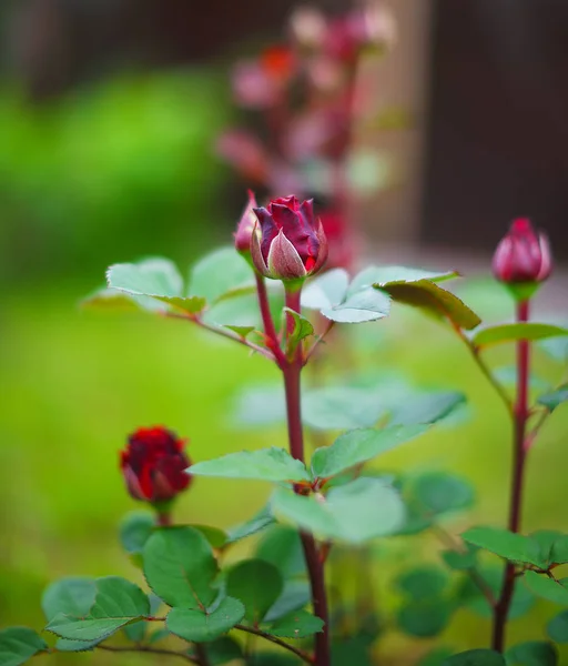 Rosebuds at the garden — Stock Photo, Image