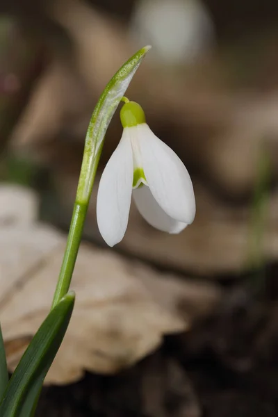 Flores de nieve de primavera floreciendo en un día soleado —  Fotos de Stock