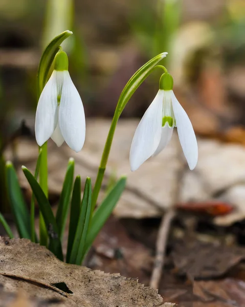 Spring snowdrop flowers blooming in sunny day — Stock Photo, Image