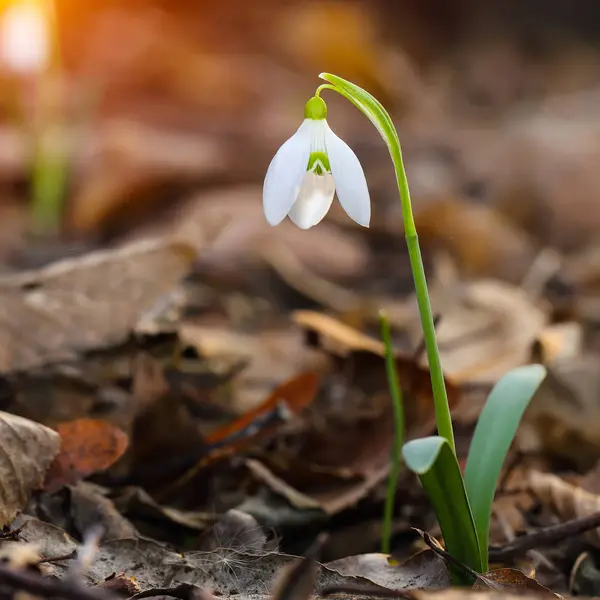 Flores de nieve de primavera floreciendo en un día soleado — Foto de Stock