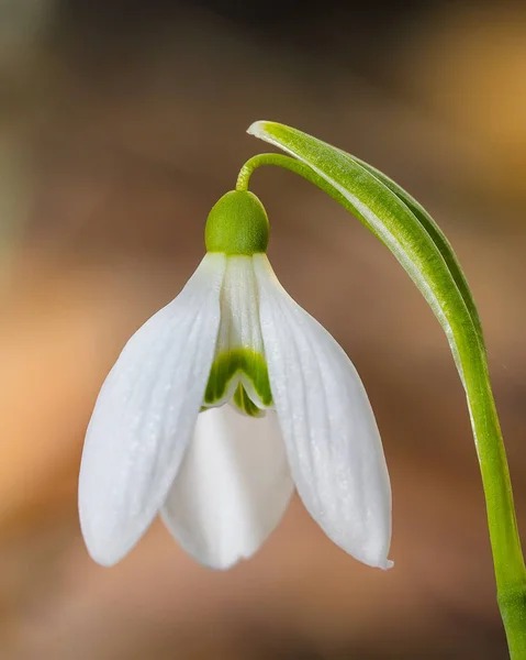 Flores de nieve de primavera floreciendo en un día soleado. — Foto de Stock