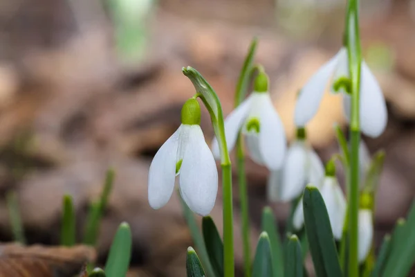 Flores de nieve de primavera floreciendo en un día soleado — Foto de Stock