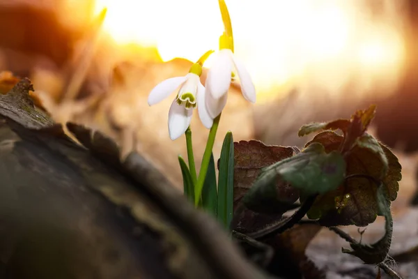 Flores de nieve de primavera floreciendo en un día soleado — Foto de Stock