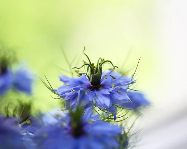 Cornflower en el ramo — Foto de Stock