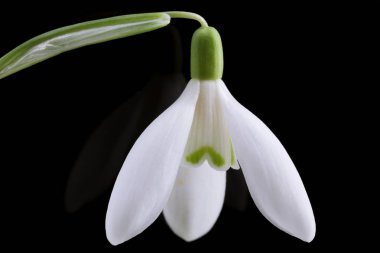 Güneşli bir günde açan ilkbahar kardelen çiçekleri.