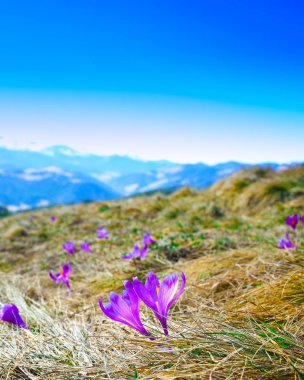 Menekşe çiğdemler m üzerinde çiçeklenme ile bahar dağ manzarası