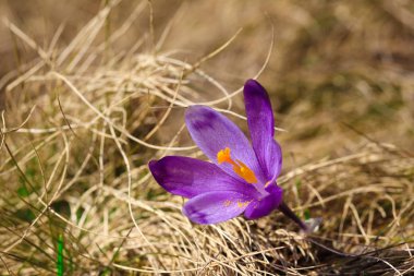Bahar uyanış kar mor bitkisi çiçeği.