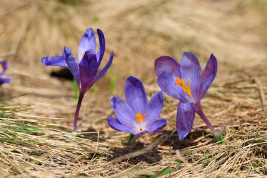 Bahar uyanış kar mor bitkisi çiçeği. 