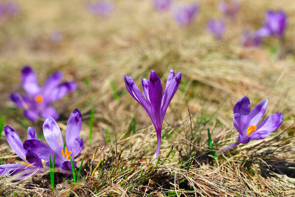 Пурпурные крокус цветы в снегу просыпаясь весной
