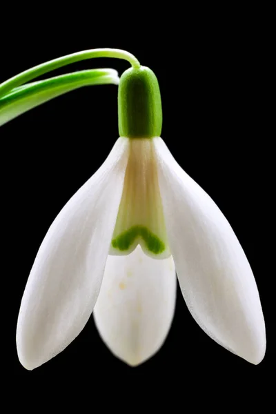 Spring snowdrop flowers blooming in sunny day Royalty Free Stock Images