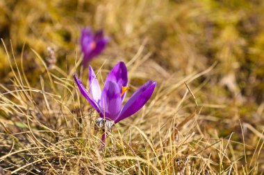 Bahar uyanış kar mor bitkisi çiçeği. 