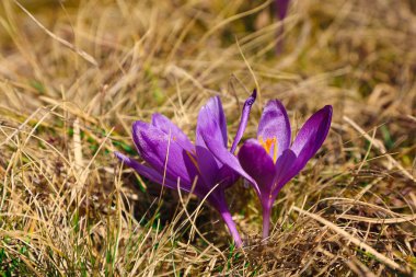 Bahar uyanış kar mor bitkisi çiçeği.