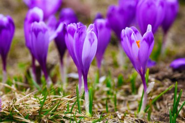 Bahar uyanış kar mor bitkisi çiçeği.