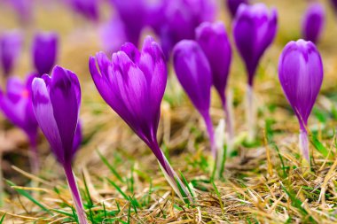 Bahar uyanış kar mor bitkisi çiçeği. 