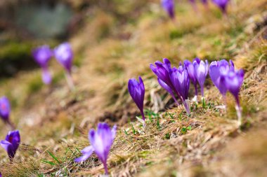 Bahar uyanış kar mor bitkisi çiçeği. 