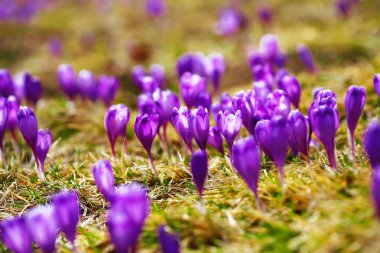 Bahar uyanış kar mor bitkisi çiçeği.